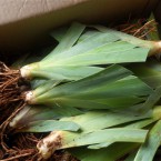 Sh 2 - Iris rhizomes ready for shipping 